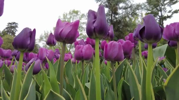 Closeup Beautiful Dark Purple Tulip Flowers Spring — Stock Video