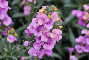 Wall-flower Brightside Mor Parıltısı 'nın küçük kümesine yakın çekim