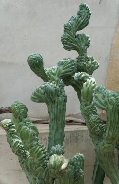 The unique shape of the beautiful Myrtillocactus geometrizans monstrosus cactus clipart