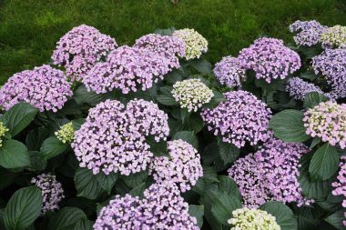 Bigleaf Hydrangea makrophylla Ayesha 'nın güzel ve açık mor rengi