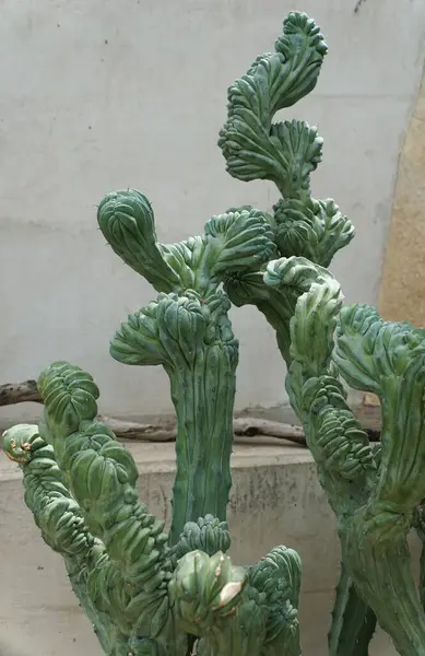 Уникальная Форма Красивого Myrtillocactus Geometrizans Monstrosus Cactus — стоковое фото