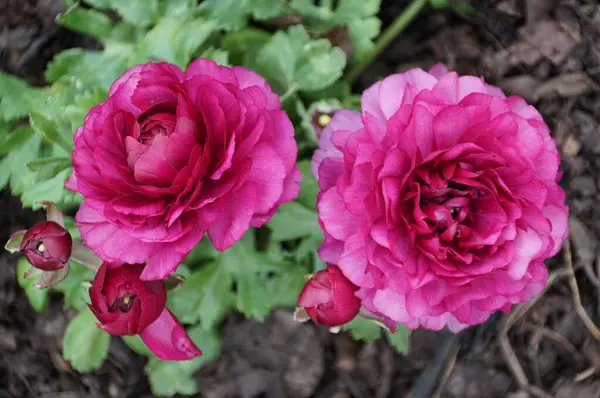 Крупный План Двух Потрясающих Цветов Ranunculus Цветущих Весной — стоковое фото