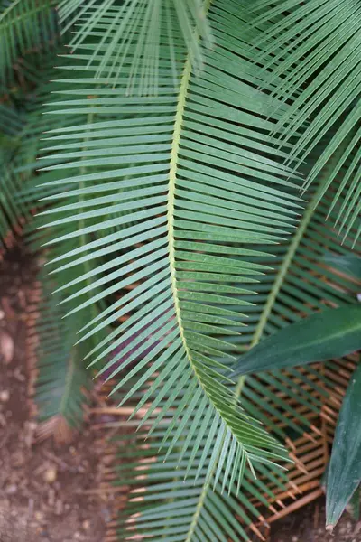 Beautiful Unique Green Leaves Dioon Edule Chestnut Dioon Cycad Native — Stock Photo, Image