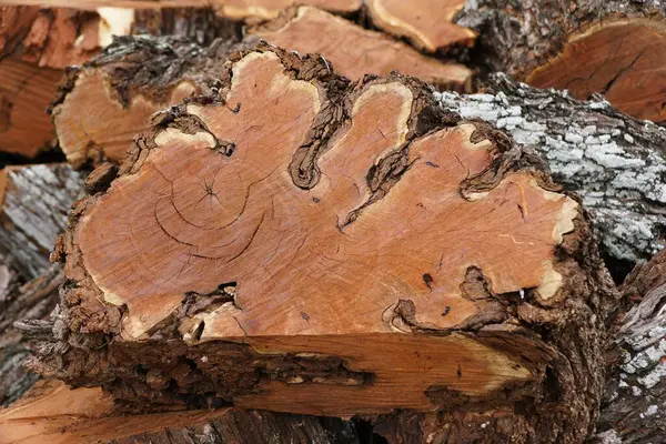 Closeup Chopped Brown Woods Oak Tree — Stock Photo, Image