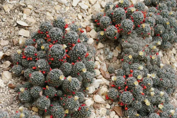 Primer Plano Mammillaria Prolifera También Conocida Como Texas Nipple Cactus — Foto de Stock