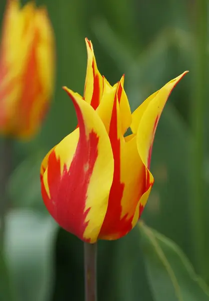 Primer Plano Vibrante Flor Tulipán Rojo Amarillo Del Ala Fuego — Foto de Stock