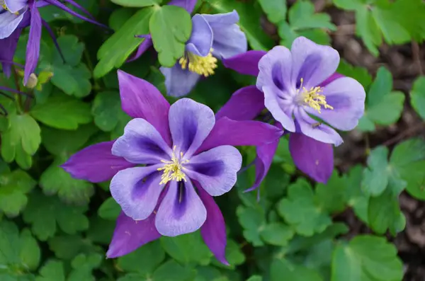 Closeup Beautiful Purple Columbine Flowers Blooming Spring — Stock Photo, Image