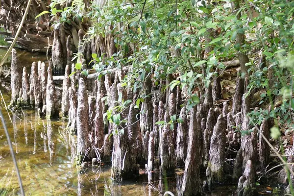 Bald Cypress Tree Knees Wetlands San Antonio Botanical Gardens Texas — Stock Photo, Image