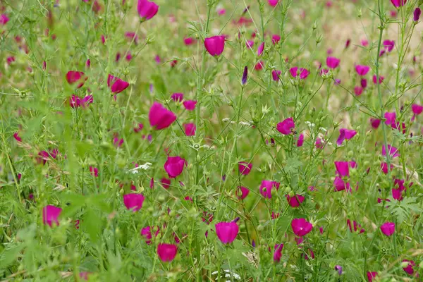Field Covered Bright Purple Poppy Mallow Flowers — Stock Photo, Image