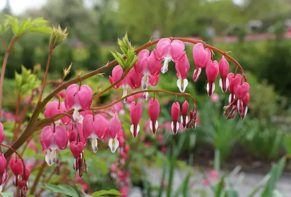 Closeup Pink Color Bleeding Heart Flowers Bloomed Spring — Stock Photo, Image