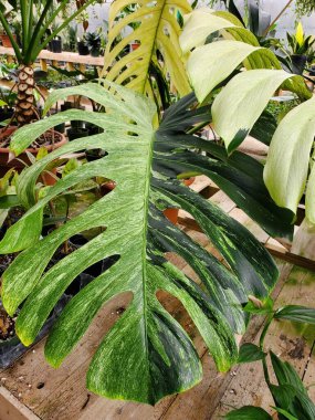 Popüler bir tropikal bitki olan Monstera Deliciosa Mint 'in çok çeşitli bir yaprağının yakın çekimi.