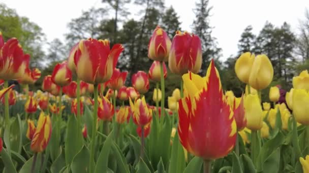 春に咲く鮮やかな赤と黄色の 火の翼 チューリップの花のクローズアップ — ストック動画