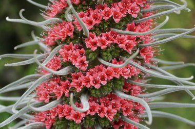 Closeup of the tiny red flowers of Tower of Jewels, also known with scientific name Echium Wildpretii clipart