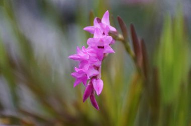 Tiny purple flowers of Isochilus Linearis orchids clipart