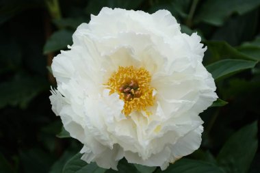 Herbaceous Peony 's Petite Porseleni' nin güzel beyaz çiçeği