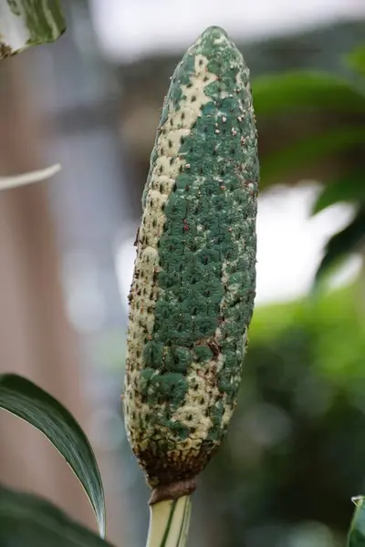 stock image Closeup of the edible variegated fruit of Monstera Deliciosa Albo