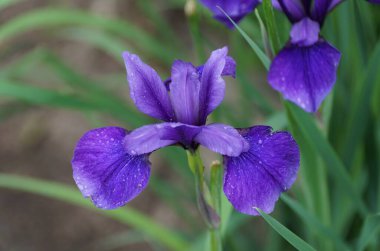 Güzel Sibirya İris 'i' Pansy Purple 'ın tam çiçeklenme zamanı.