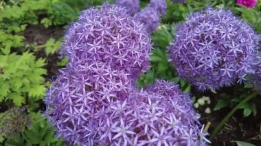 'Mor Sansasyon' Allium çiçeklerinin güzel çiçekleri