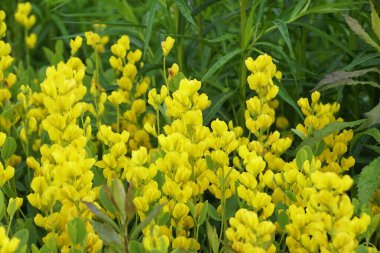 The bright yellow color of the Wild Indigo flowers, an upright perennial plant clipart