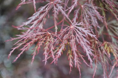 Beautiful tiny red leaves of Threadleaf Japanese maple 'Inaba-Shidare' tree clipart