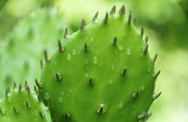 Yağmur damlalı yeşil dikenli armut kaktüsünün yakın çekimi