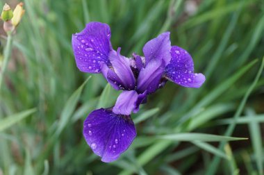 Güzel Sibirya İris 'i' Pansy Purple 'ın tam çiçeklenme zamanı.