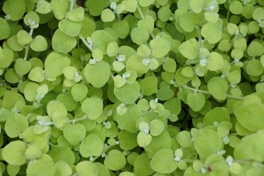 Meyan kökü bitkisi olarak da bilinen Helichrysum petiolare yeşil yapraklarına yakın çekim