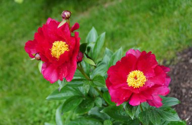 Herbaceous Peony 'Topeka Garnet' in güzel kırmızı çiçekleri