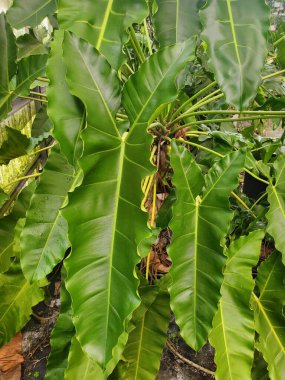 Büyük yeşil Thaumatophyllum Stenolobum yaprakları, nadir bulunan bir tropikal bitki.