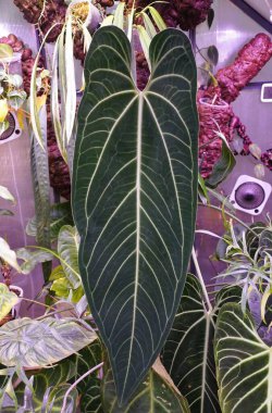 A large leaf of Anthurium Warocqueanum, a popular exotic houseplant clipart