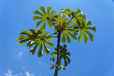 Trompet ağacı, Cecropia peltata olarak da bilinir mavi gökyüzüne karşı