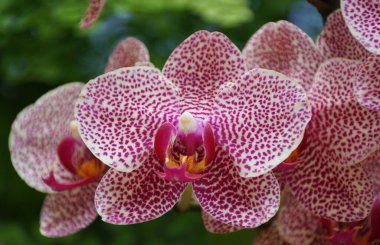 Closeup of the light purple and freckled Phalaenopsis I-Hsin Sesame OX1178 orchid clipart