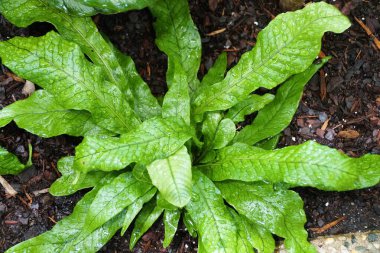 Microsorum Musifolium Timsahının güzel yaprak deseni