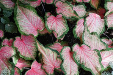 Beautiful pink and green leaves of Candy Cane Caladium clipart