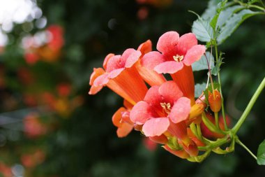 Beautiful reddish-orange color of Chinese Trumpet Vine flowers clipart