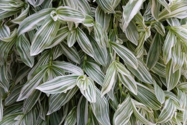 Tradescantia albiflora 'Albovittata' nın yeşil ve beyaz yapraklarına yakın çekim