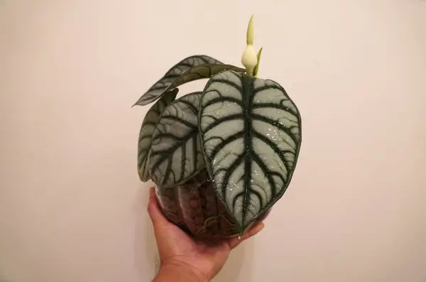 stock image Holding the beautiful leaves of Alocasia Silver Dragon on a white isolated background