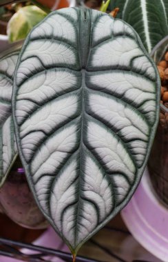 Popüler bir ev bitkisi olan Alocasia Silver Dragon 'un eşsiz yaprağına yakın çekim.