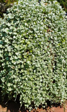 Long trailing perennial plant of Dichondra Argentea 'Silver Falls' clipart