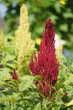 Güzel Red Amaranth Elena 'nın Rojo' suna yakın çekim
