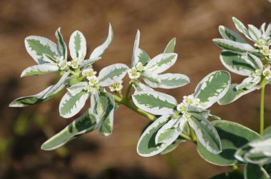 Euphorbia marginata 'nın beyaz ve yeşil yaprakları,' Dağdaki Kar 'bitkisi olarak da bilinir.