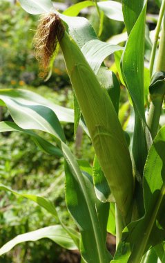 Yazın ağaçta yetişen çiğ mısırın yakın çekimi.
