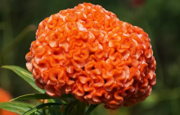 stock image Closeup of the vibrant color of Celosia Argentea 'Orange Queen', also known as Cockscomb