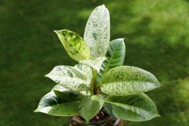 Popüler bir tropikal bitki olan Ficus Elastica Shivereana 'nın güzel yaprakları.