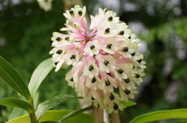 Tiny white clusters of Dendrobium Smillieae Lea orchid flower clipart