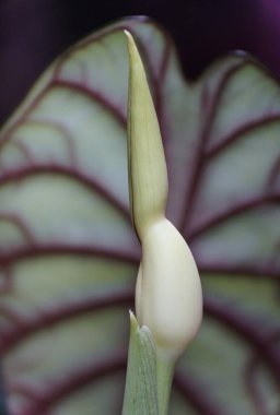 Alocasia Baginda Ejderha Ölçeği 'nin çiçek tomurcuğunun yakın çekimi