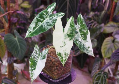 Beautiful white and green marbled leaves of Alocasia Frydek variegated, a popular tropical plant