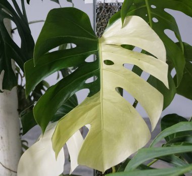 Stunning dark green and lime green variegation of Monstera Key Lime Pie, a rare and expensive tropical plant clipart