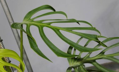 Beautiful green mature leaf of Monstera Burle Marx Flame, a rare tropical plant clipart