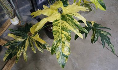 Güzel yeşil ve kremalı Thaumatophyllum yaprağı Angela çeşitlendi.